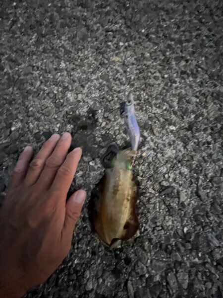 秋っぽい？