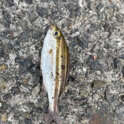 餌用にさびき