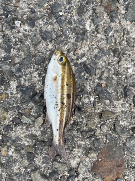 餌用にさびき