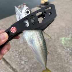 ジグサビキにドンっ！