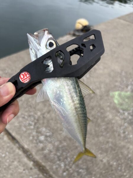 ジグサビキにドンっ！