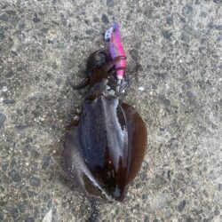 エギ釣り