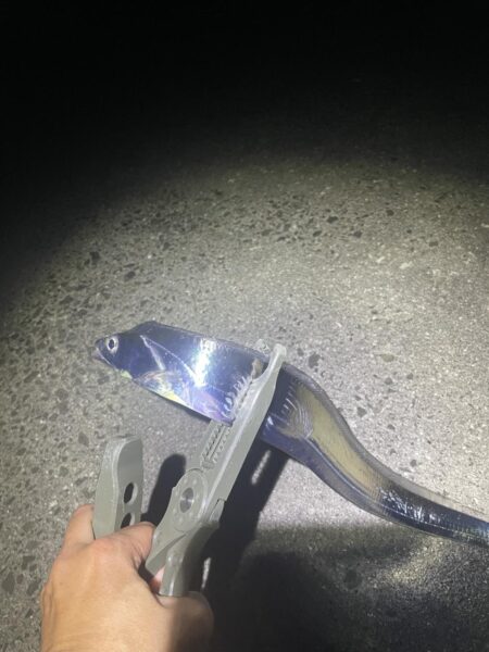 タチウオ釣行