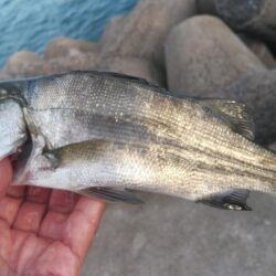 赤灯台で投げ釣り