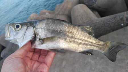 赤灯台で投げ釣り