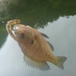 増水中