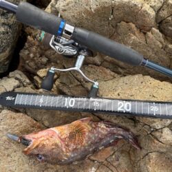 エギング、根魚