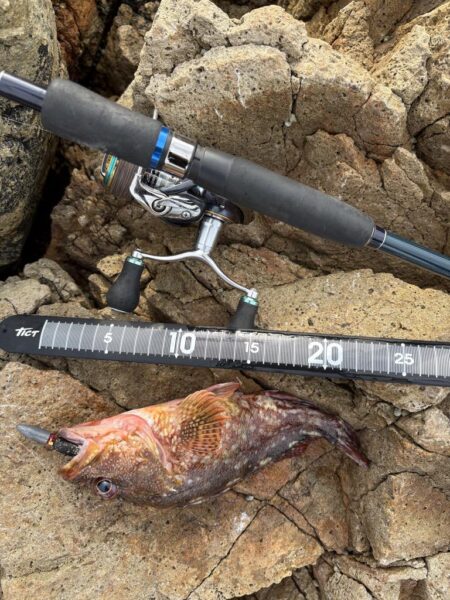 エギング、根魚