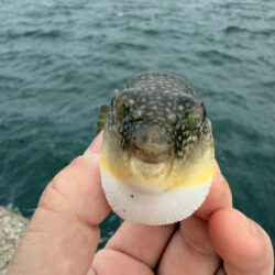 再びカワハギ