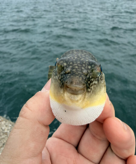 再びカワハギ