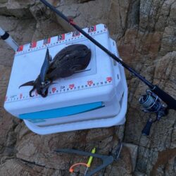 シロギスタ:エギングデビュー3戦目は沖磯で