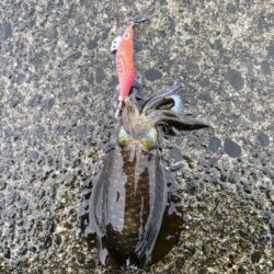 朝からエギング
