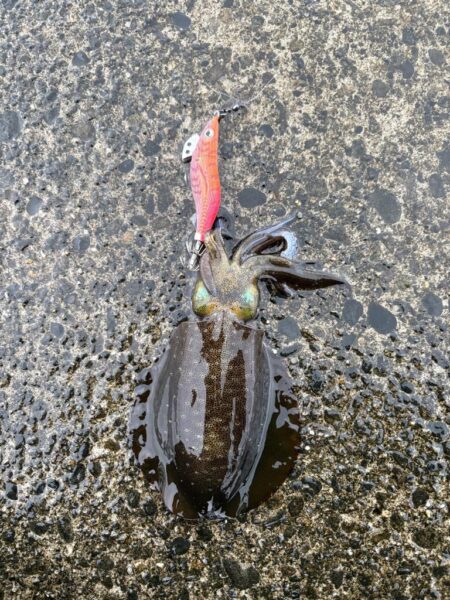 朝からエギング