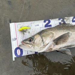 1か月ぶりのシーバス釣行