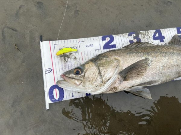 1か月ぶりのシーバス釣行