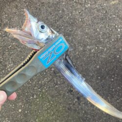 朝マズメの太刀魚調査で3匹GET