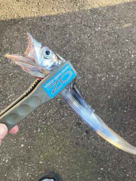 朝マズメの太刀魚調査で3匹GET