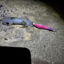 鳥を取って、魚を釣って行くゥ4nd