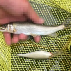 シャッドラップ炸裂！拾い釣りアユイング (北茨城市)