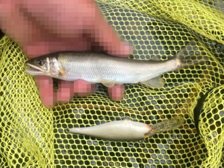 シャッドラップ炸裂！拾い釣りアユイング (北茨城市)