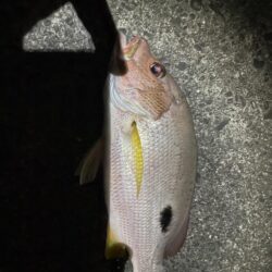 若干の荒れ夜釣り