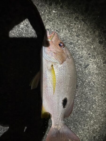 若干の荒れ夜釣り