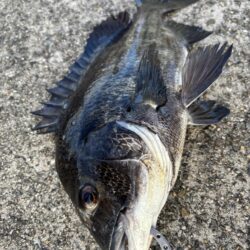 セイゴの引きを楽しみました♪