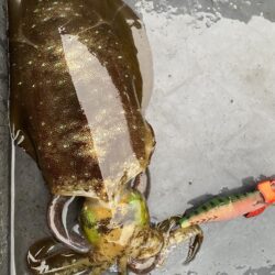 日本海ティップラン