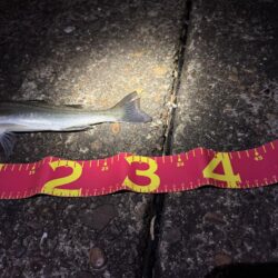 連釣したが、、、サイズが上がらず