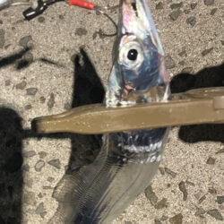 タチウオホームでボチボチ。