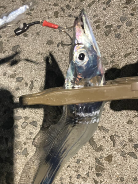 タチウオホームでボチボチ。