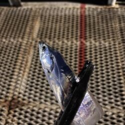 太刀魚釣り