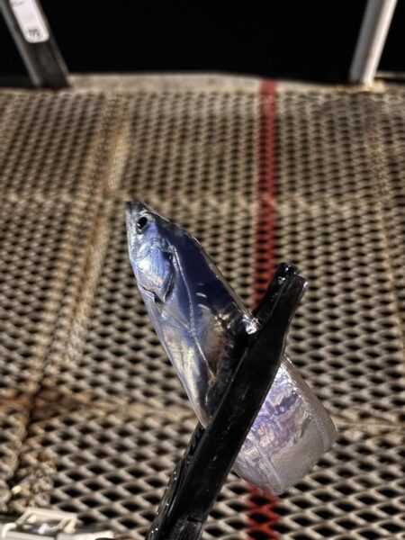 太刀魚釣り