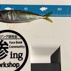 アジングが・・・