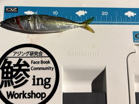 アジングが・・・