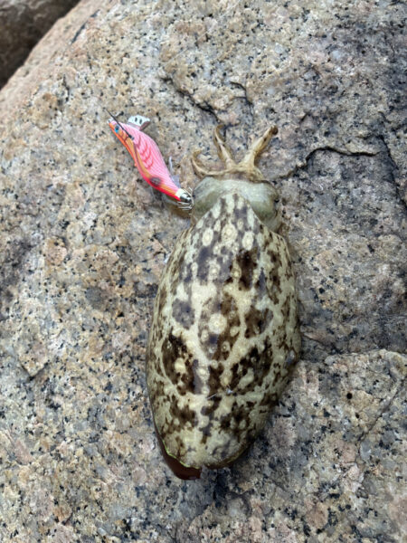愛しい本命？です