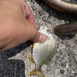 キス釣り