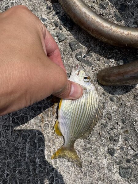 キス釣り