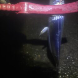 タチウオ釣り