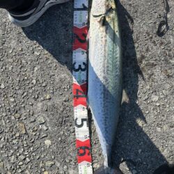 今回も青物マルチ！