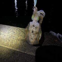【伊根エリア】新子探し