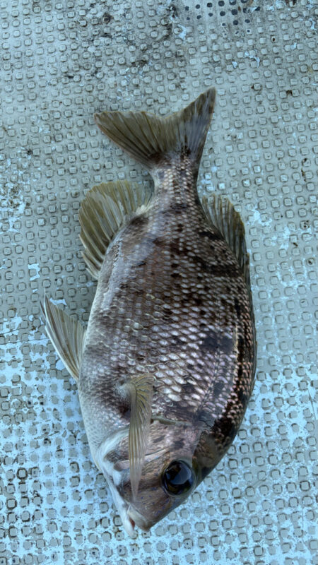 カセ釣り