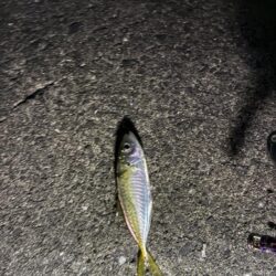 豆アジング