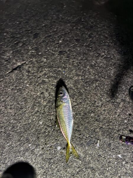 豆アジング
