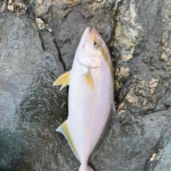 和歌山でも