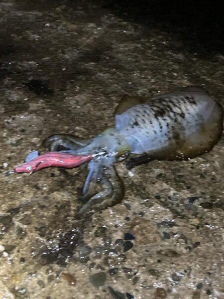 雨にも負けず、風にも負けずに