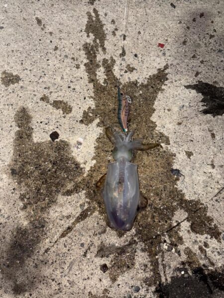 アオリ