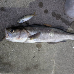ノマセでスズキ釣れたんです！
