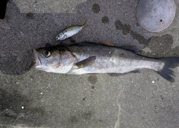 ノマセでスズキ釣れたんです！