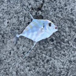 青物は何処に?